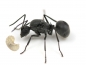 Preview: Polyrhachis schlueteri